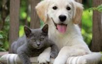 К чему снится умершая кошка живой